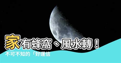 黑蜂巢風水|家裡有蜂窩風水不可不看攻略! 獨家資料! (2024年更新)